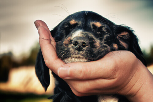 cane con occhi chiusi appoggiato su una mano 