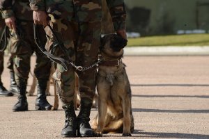 I migliori cani da soccorso, razze e caratteristiche