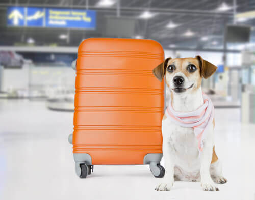 cane con valigia arancione 