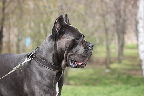 Cane corso al guinzaglio