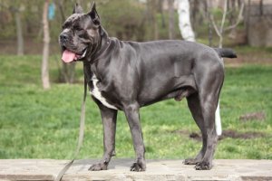 Il Cane corso