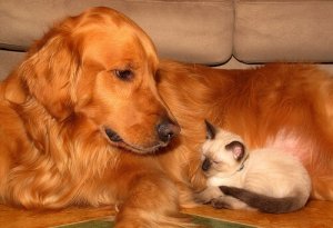 Cure per il benessere del proprio animale domestico