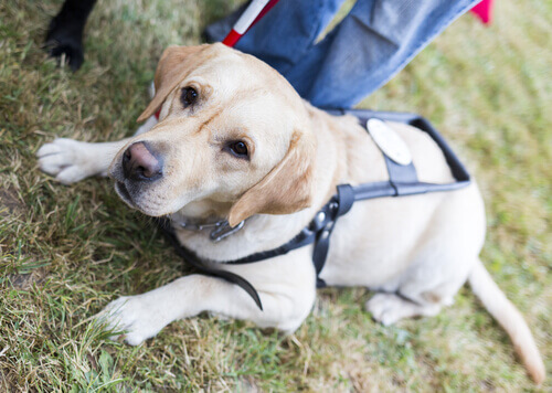 cane guida sdraiato sul prato