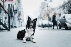 Cosa fare contro il maltrattamento di animali