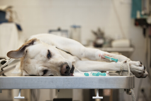 cane con epatite sdraiato dal veterinario 