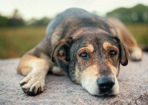 Maltrattamento animale: è ora di dire “Basta!”