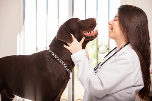 cane marrone allegro dal veterinario
