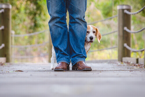 cane nascosto dietro le gambe del padrone