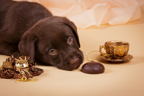 cucciolo marrone per terra con cioccolato 