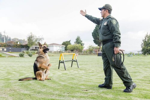 cane poliziotto che viene addestrato 