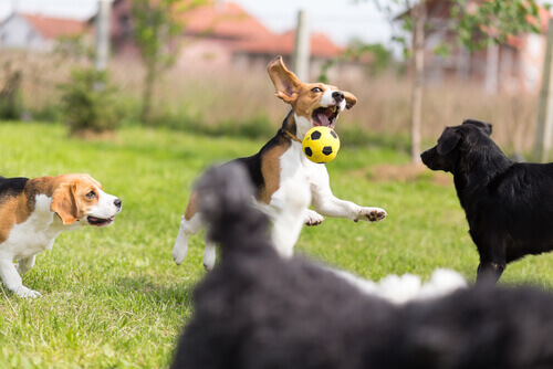 cani che giocano a palla insieme