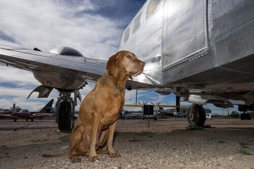 I cani che viaggiano nelle stive degli aerei