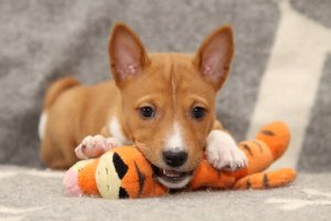 Prozac sì o no? I cani ne hanno bisogno?