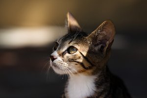Che tipo di gatto scegliere come animale domestico?