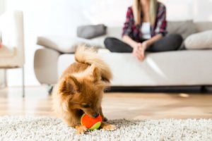 Aspetti fondamentali del comportamento canino