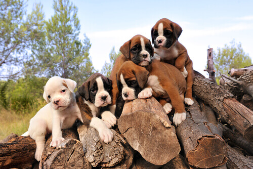 cuccioli di boxer su tronchi di legna