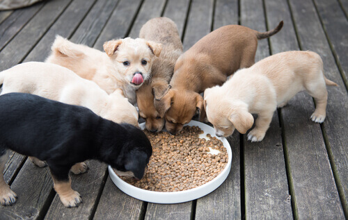 cuccioli di cane mangiano crocchette da una ciotola