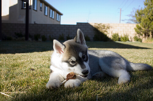 cucciolo di husky mangia un osso in giardino