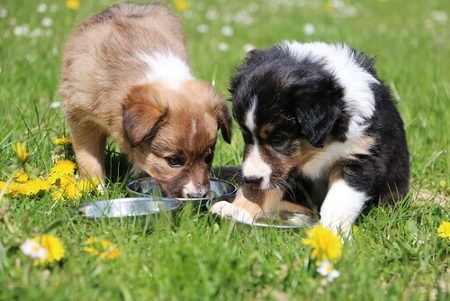 due cagnolini che mangiano sul prato