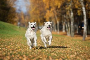 Animali e amore: anche i cani possono innamorarsi?