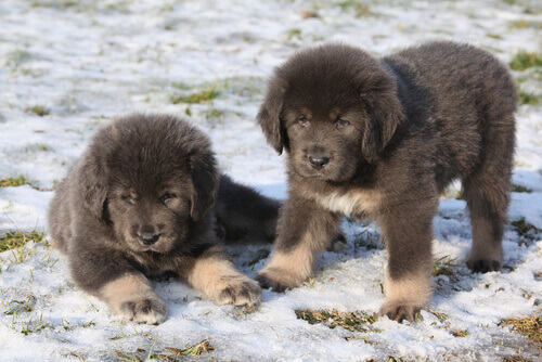 due cuccioli di Tibetan Mastiff