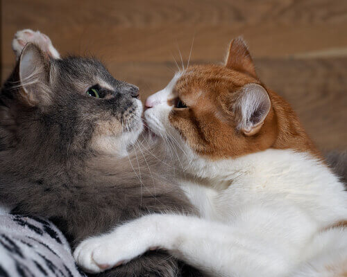 Gatti che si baciano