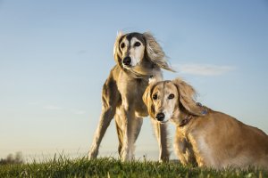 Saluki, il cane reale dell'Antico Egitto