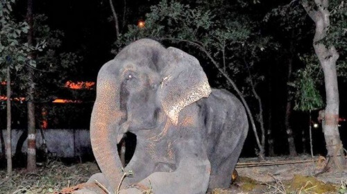 elefante del circo che piange
