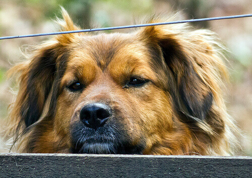 Epatite canina: cause, sintomi e trattamento