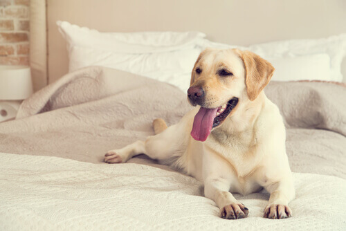 cane sdraiato sul letto