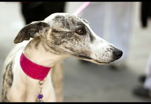 Galgo español: una razza resiliente