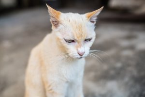 L'insufficienza renale nei gatti anziani