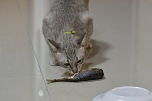Cani e gatti possono mangiare pesce?