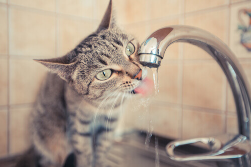 gatto che beve dal rubinetto
