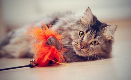 gatto che cattura giocattolo con piume arancioni