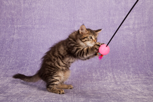 gatto che gioca con una palla sospesa 