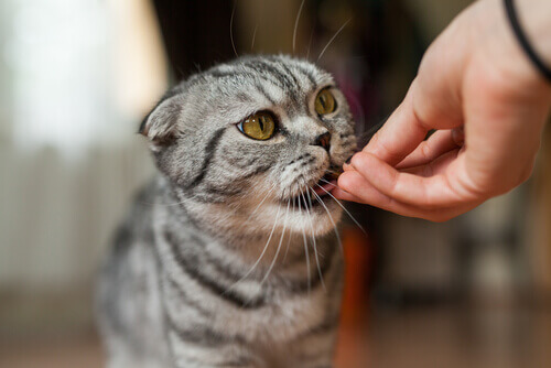 Gatto che mangia dalla mano del padrone