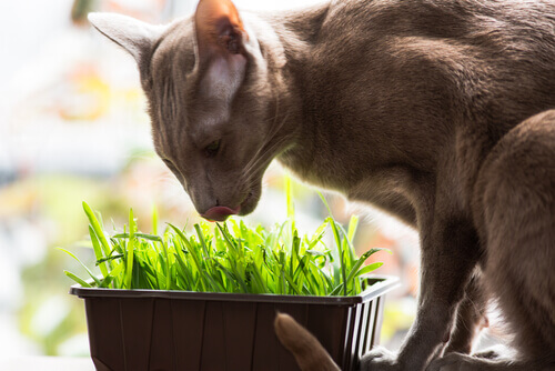 gatto che mangia erba gatta