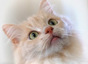 Addestrare i gatti con il clicker