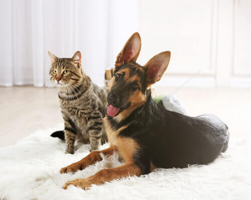 gatto e cane sdraiati sul tappeto