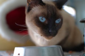 Le migliori ricette casalinghe per gatti