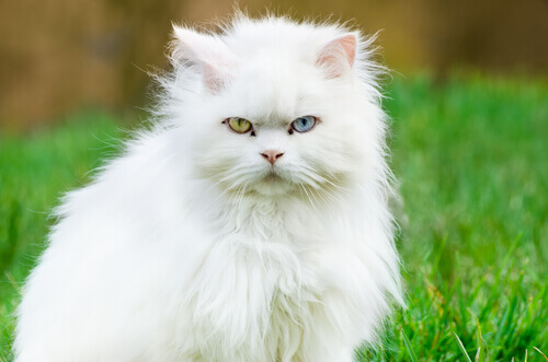 gatto persiano bianco