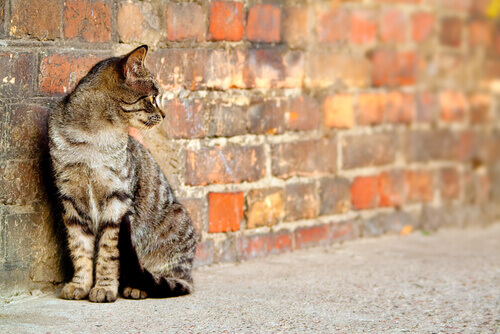 gatto randagio appoggiato al muro 