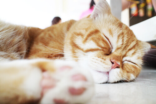 gatto rosso che dorme sul pavimento 