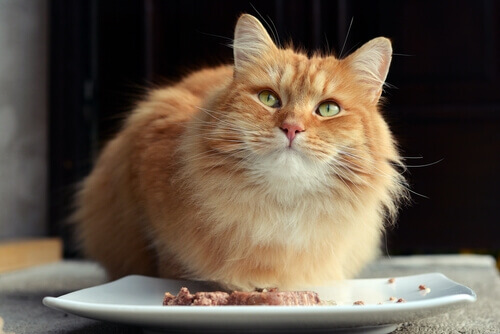 gatto arancione con piatto con cibo