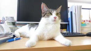 Un'azienda giapponese assume gatti contro lo stress