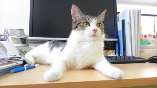Un'azienda giapponese assume gatti contro lo stress