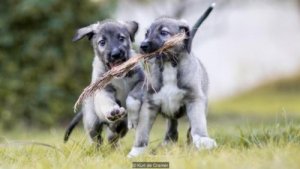 Scoprite i primi cani gemelli identici