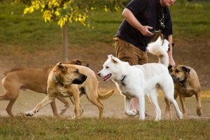 Giochi per cani alternativi a lanciare la pallina