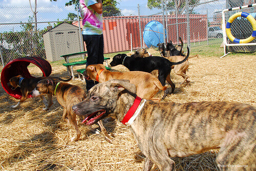 cani addestrati per la ricerca di persone